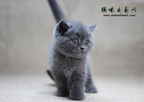 为什么养英短要配布偶,英短蓝猫为什么越来越少有人养