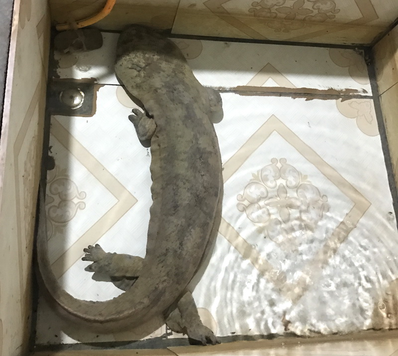 最大娃娃鱼大鲵,大鲵最高可达多少斤