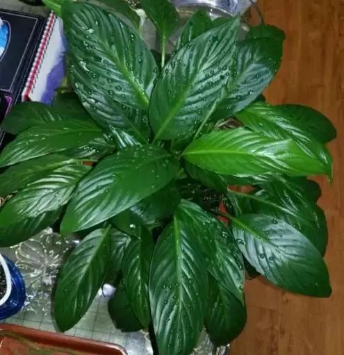 水培植物怎么养不会烂根叶黄,水培植物怎样养长得快又好养