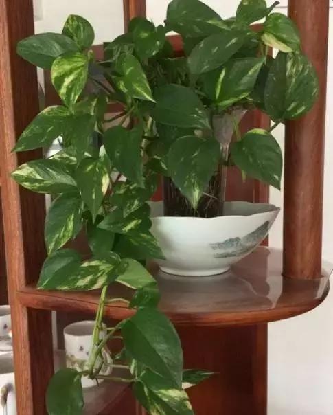 水培植物怎么养不会烂根叶黄,水培植物怎样养长得快又好养