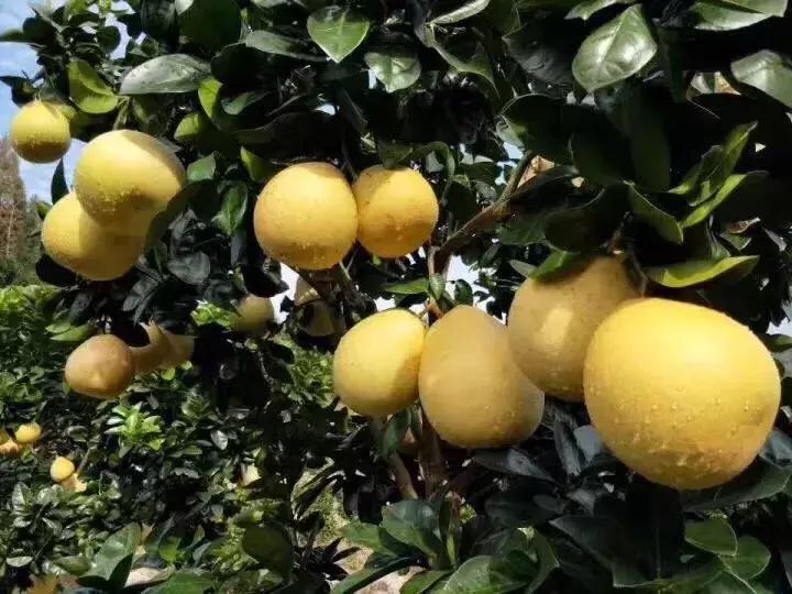 宣恩县县长宣传贡水白柚,恩施宣恩贡水白柚