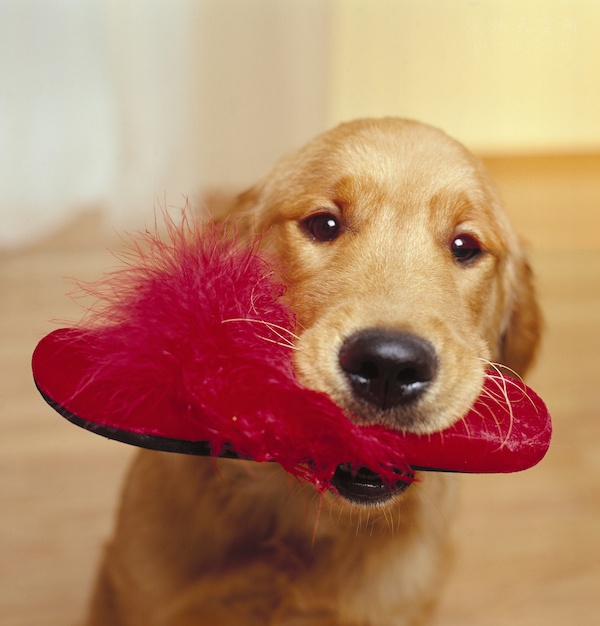 狗狗喜欢叼猫咪屎,狗狗喜欢叼自己的粑粑到碗里