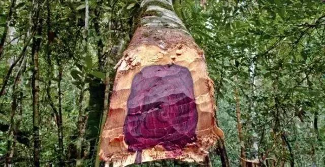 2018红木原材料市场价格,国标红木排名最新排名表