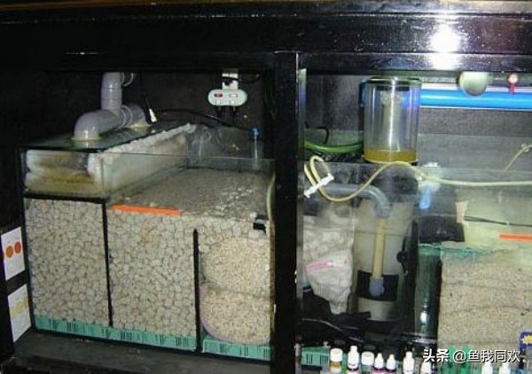 养鱼的硝化细菌是什么,没养鱼的鱼缸能培养成硝化细菌吗