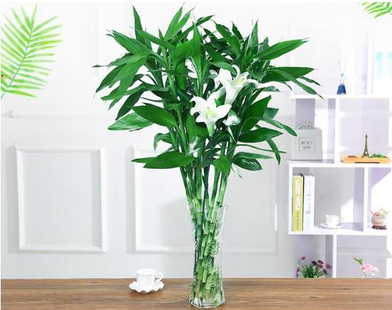 富贵竹拦腰剪断之后多久能发芽,富贵竹长得太高剪断留哪部分