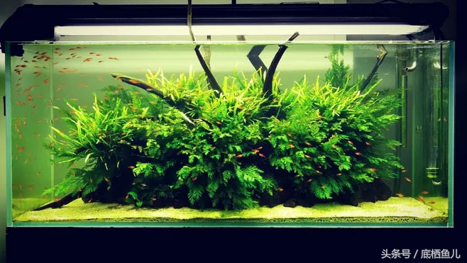 鱼缸有过滤系统为什么水还浑,解决鱼缸水浑最好办法