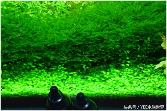 水草造景的优缺点,水草造景前景