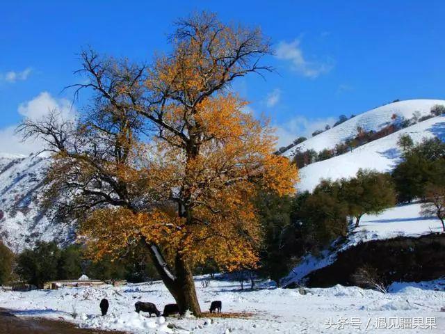 伊犁最美旅游风景区,伊犁旅游攻略探索最美风光
