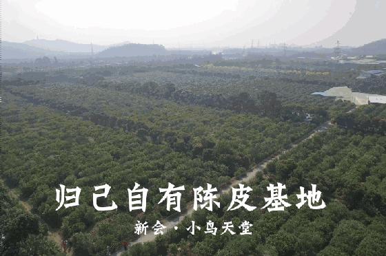 普洱茶的最佳器具,普洱茶加煮茶器