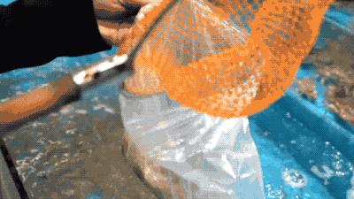 逛水族馆满脑子都是海鲜,水族馆里的海鲜