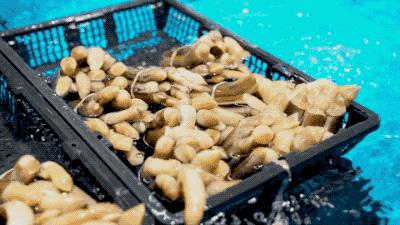 逛水族馆满脑子都是海鲜,水族馆里的海鲜