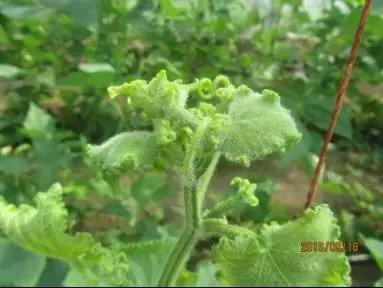 如何科学区分和防治黄瓜病害