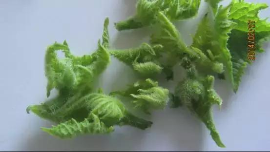 如何科学区分和防治黄瓜病害