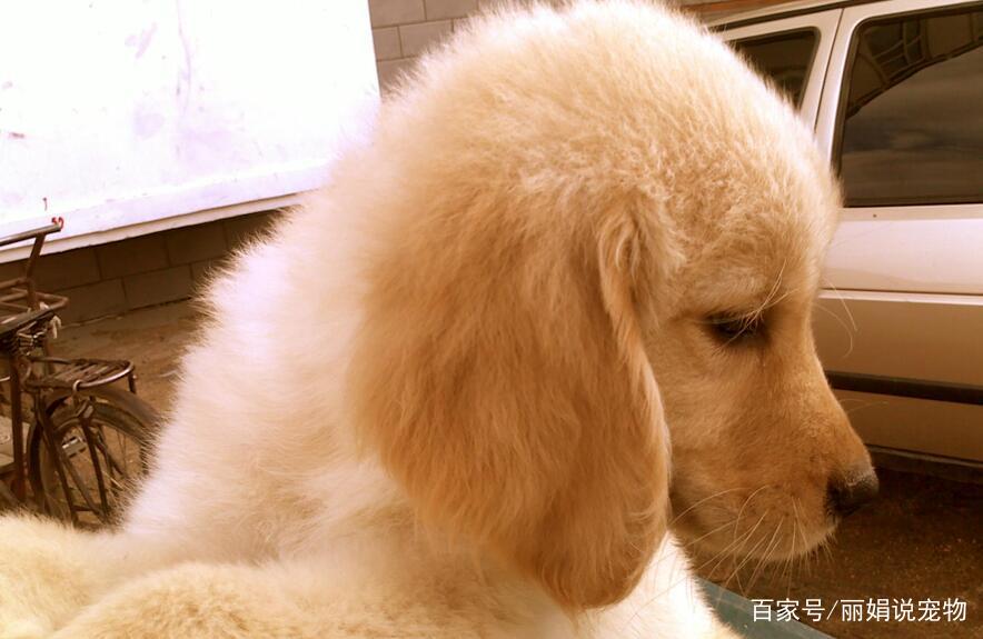 金毛*交犬**配需要注意些什么？