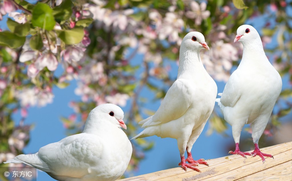 信鸽公棚迟归鸽都流向了哪里,公棚迟归鸽领回需要钱吗