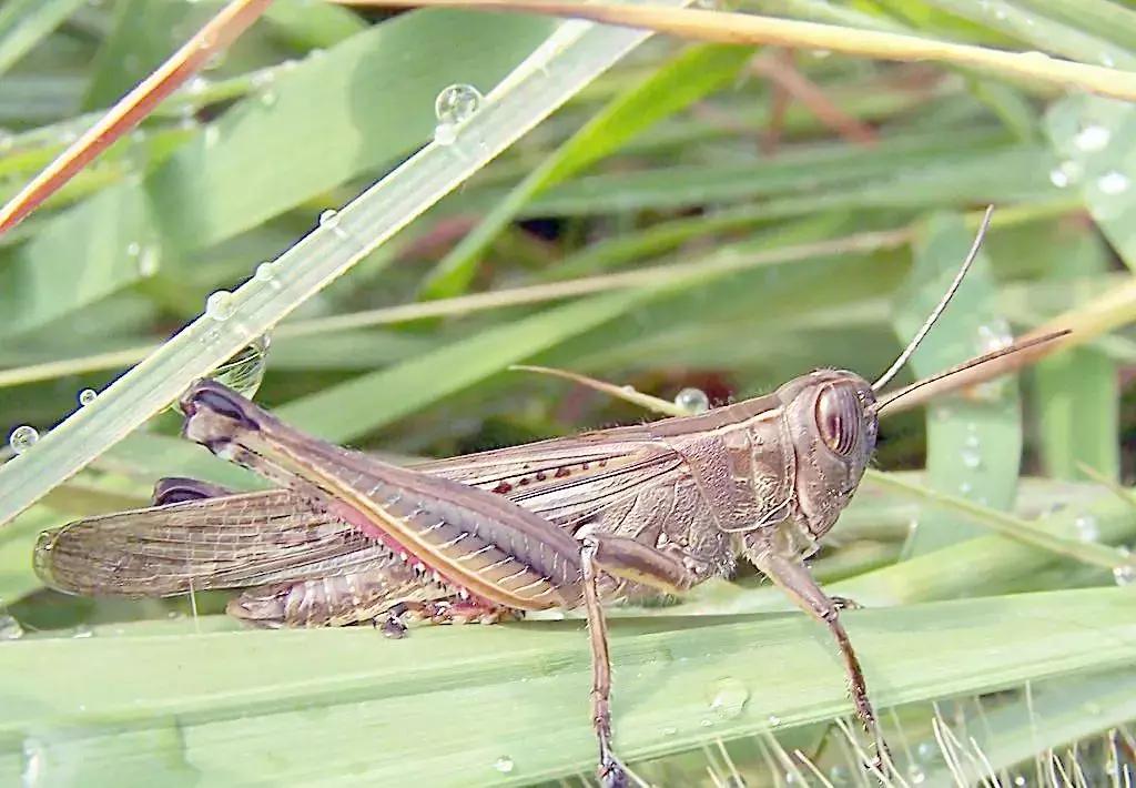 农田常见昆虫图鉴大全,常见田间昆虫100种