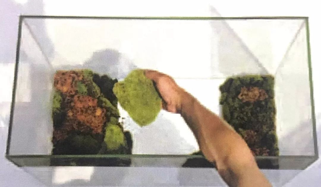 盆景十二技法图片讲解榕树,盆景十二技一法口诀