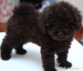 家养泰迪都是什么品种,常见家养宠物犬大全