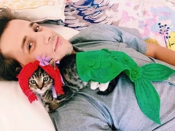 可爱猫咪万圣节,可爱的猫咪万圣节