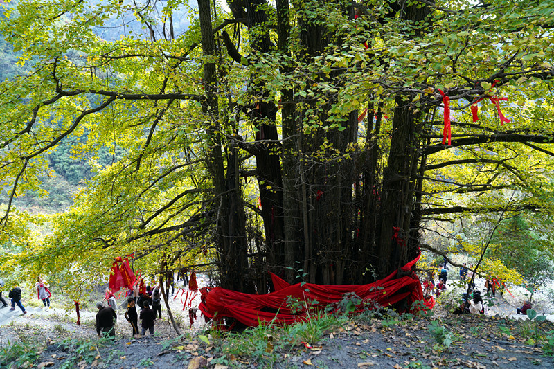 到安康白河县东坡村赶集 游客抢购山货 赏千年银杏 品乡村美食