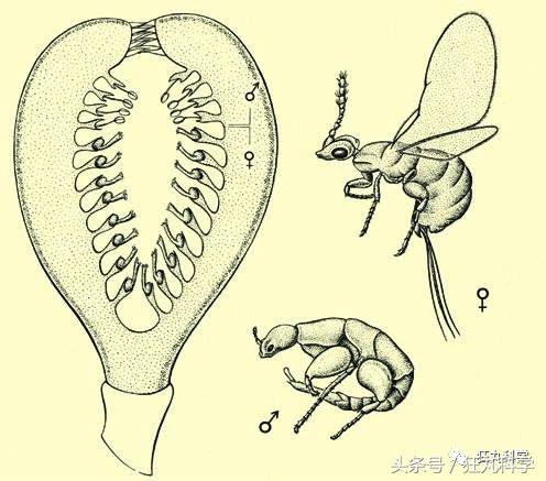 西兰花里好多小虫子,西兰花里有虫子视频