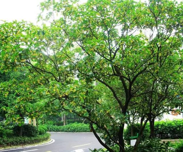 庭院风水知识简单通俗解释,农村庭院风水知识大全