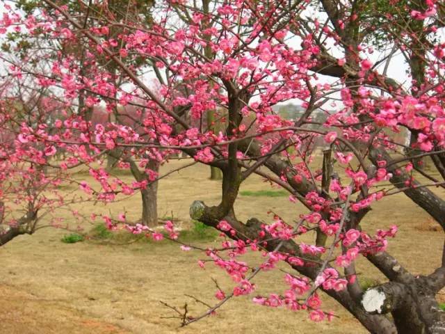 庭院风水知识简单通俗解释,农村庭院风水知识大全