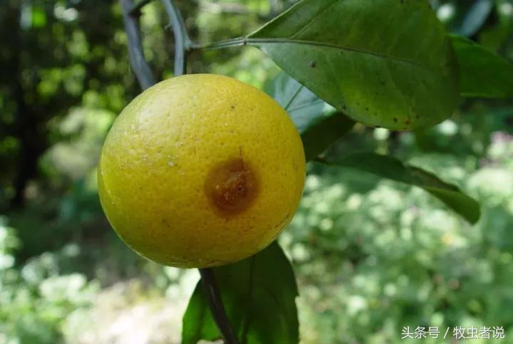 柑橘成熟果实太软怎么回事,柑橘果实发黄是怎么回事