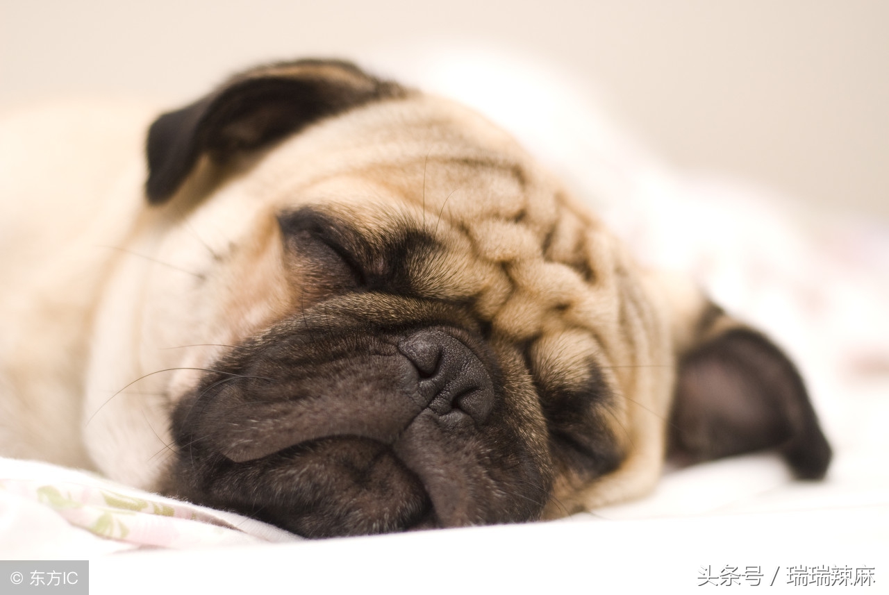 狗狗拉稀带黄色粘稠,狗狗拉稀黄色的跟水一样怎么回事