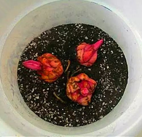 盆栽百合花如何种植视频播放,盆栽百合花的种植方法