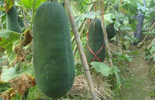冬瓜裂开了原版视频,冬瓜后期开裂是什么原因