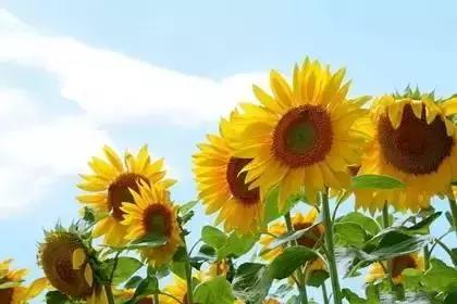 什么花朵的花语是救赎的花语,花语大全花的数量