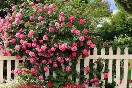 什么花朵的花语是救赎的花语,花语大全花的数量