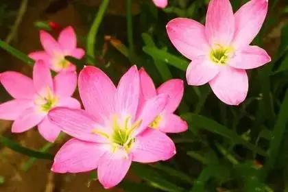 什么花朵的花语是救赎的花语,花语大全花的数量