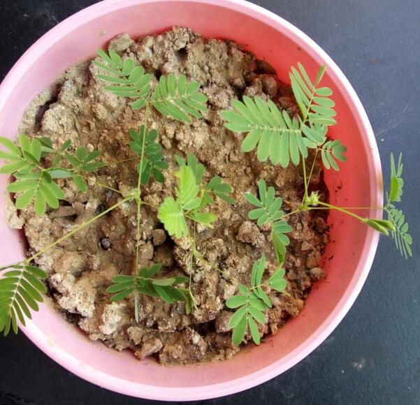 含羞草能过冬吗明年还能发芽吗,含羞草开花后会死吗