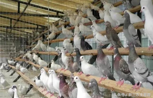 鸽子养殖技术怎么分公母,鸽子品种大全