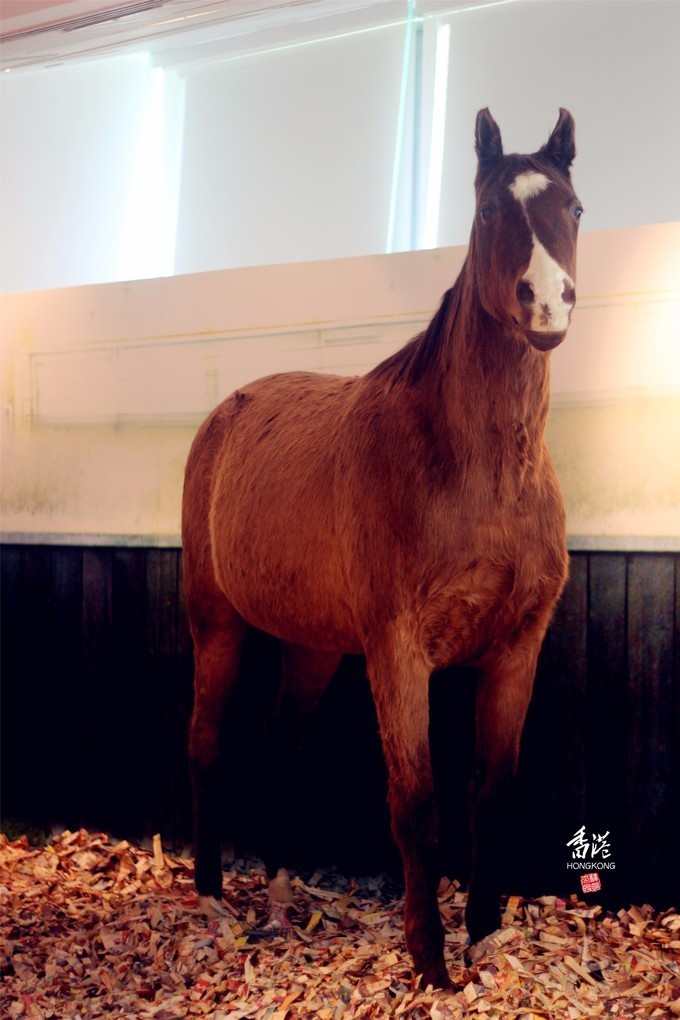 东方之珠浪漫依然,东方之珠粤语香港回归