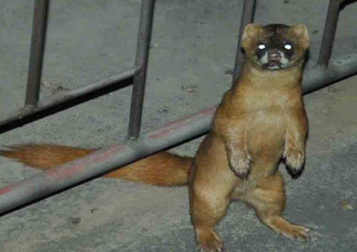 鸡防黄鼠狼最简单的方法,鸡为什么害怕黄鼠狼