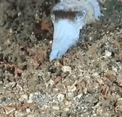 乌贼鱿鱼八爪鱼章鱼有什么区别,章鱼乌贼鱿鱼傻傻分不清怎么办