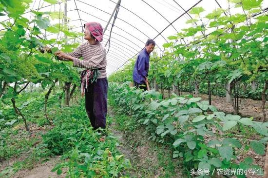 间作复种和套种有哪些好处,种了一辈子的地