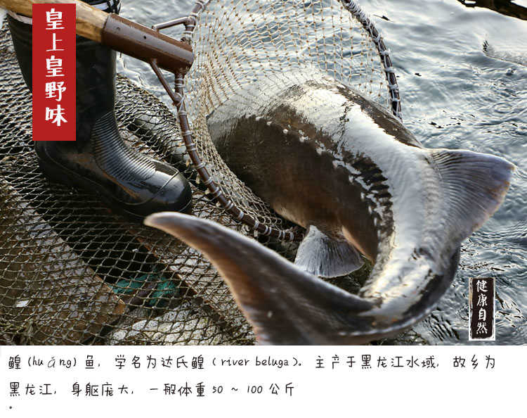 黑龙江鲟鳇鱼一般多少斤,中华鲟鳇鱼啥价