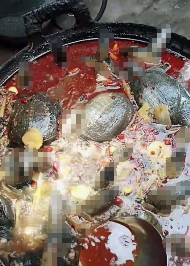 诱捕甲鱼的方法,诱捕野生甲鱼的最快方法视频