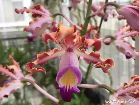 香蕉兰和翠兰有什么区别,兰花四季兰最好最香的品种
