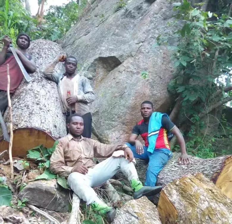 非洲花梨木2008年什么价？老红木人的回忆，惊醒无数人！