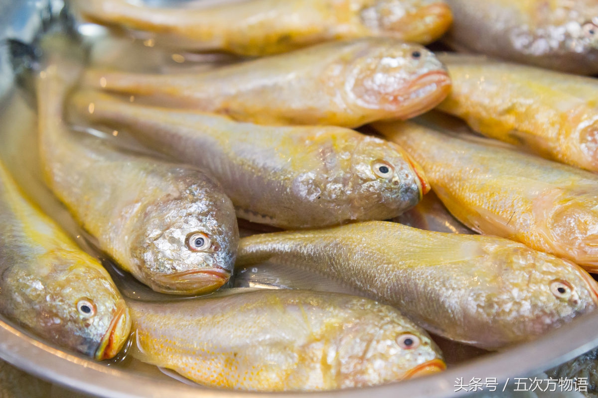 青岛海鱼品种大全及图片,青岛好吃的海鱼有哪些