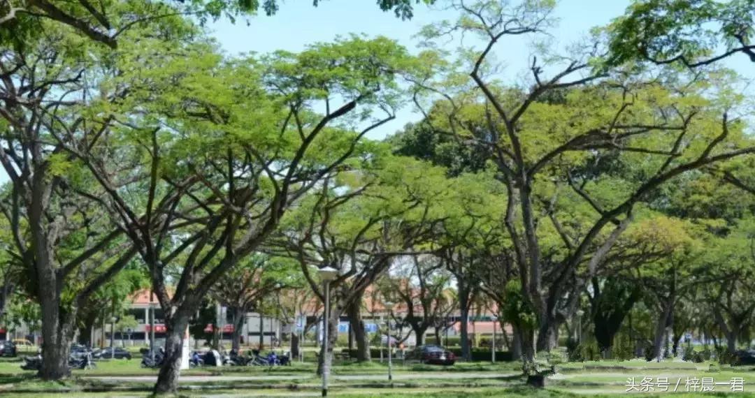 新加坡人口密度与上海比,新加坡人口密度是内蒙古多少倍