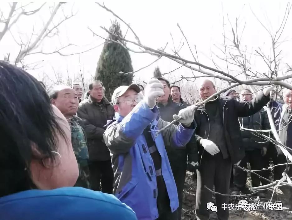 怎样让核桃快速发芽,如何使核桃树快速进入盛果期