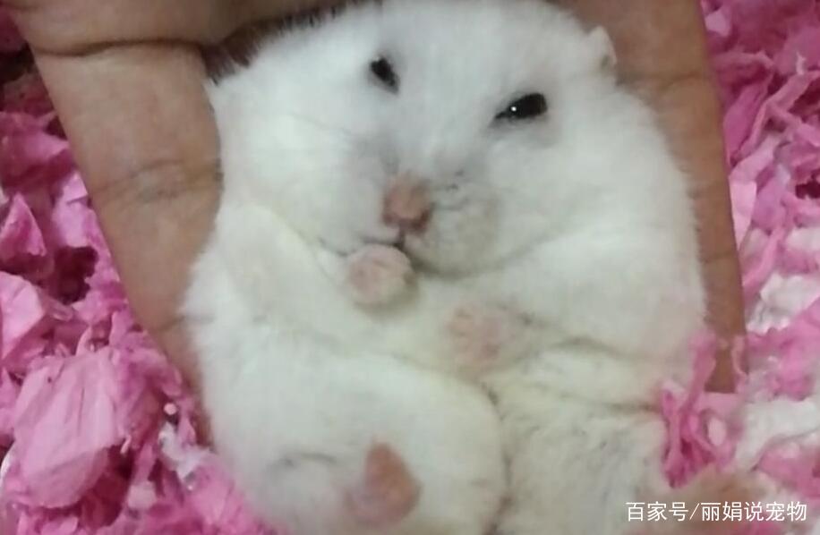 银狐仓鼠的喂养方式是什么,银狐仓鼠怎么消除对主人的警惕