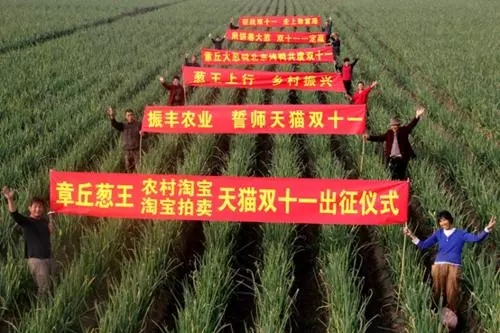 牛!章丘大葱即将出征天猫“双十一”!