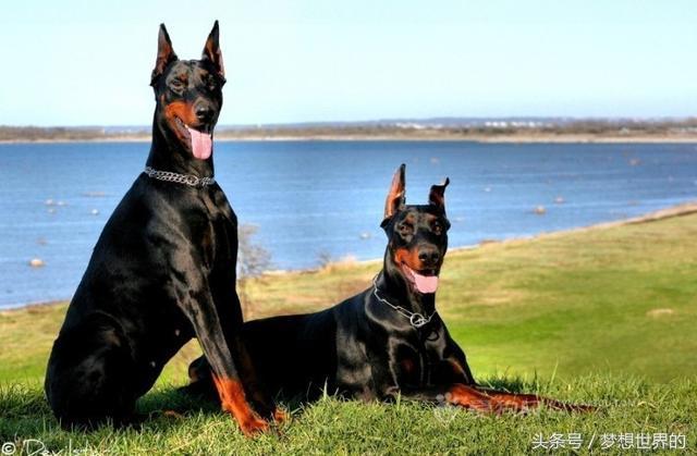 全球公认10大军犬排行榜,世界上最勇敢的七大军犬